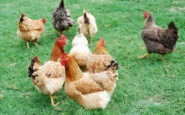 В Челябинской области откроют репродуктор для отечественного кросса кур