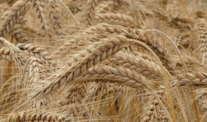 Челябинская область планирует экспортировать аграрную продукцию на 260 млн долларов