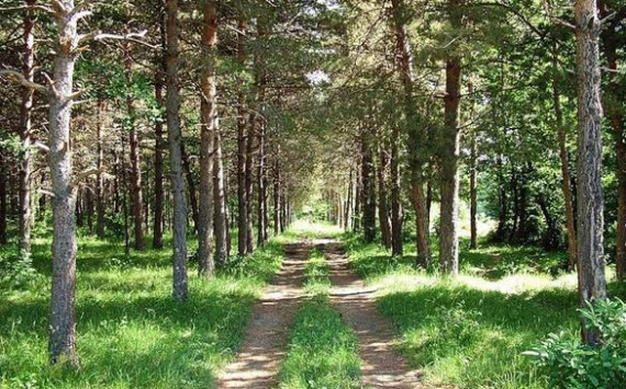 В Челябинской области будут ликвидированы более половины лесничеств
